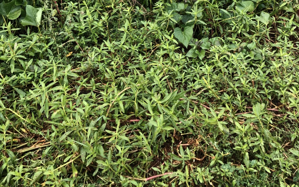 Pest plant alligator weed in a kumara crop