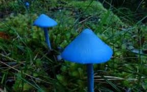 blue mushroom