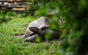 Animal close-up photography.  giant turtle walking on green grass.