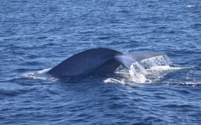 Pygmy blue Whales off South Taranaki