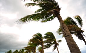Palm trees in strong winds