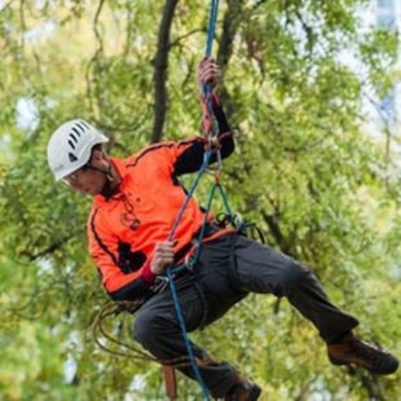 Tree Climber, Scott Forrest