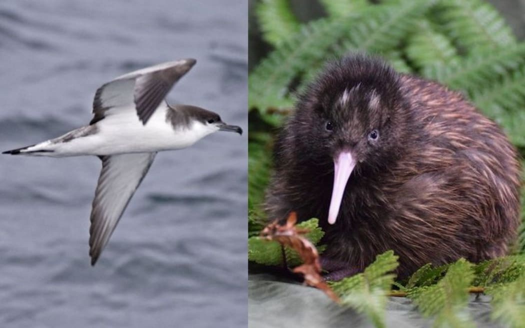 Chris Gaskin would like to see the Buller's shearwater (left) replace the kiwi as New Zealand's national symbol.