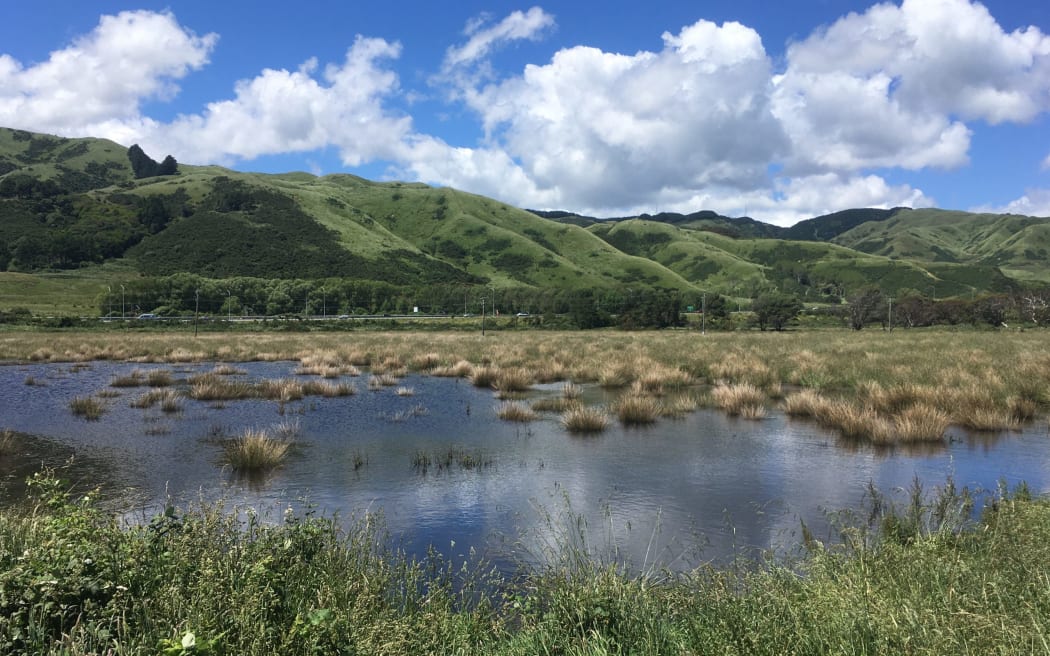 This peat wetland on the Kāpiti Coast has been restored from pasture to its former state. Around 90 percent of New Zealand’s wetlands have been drained.