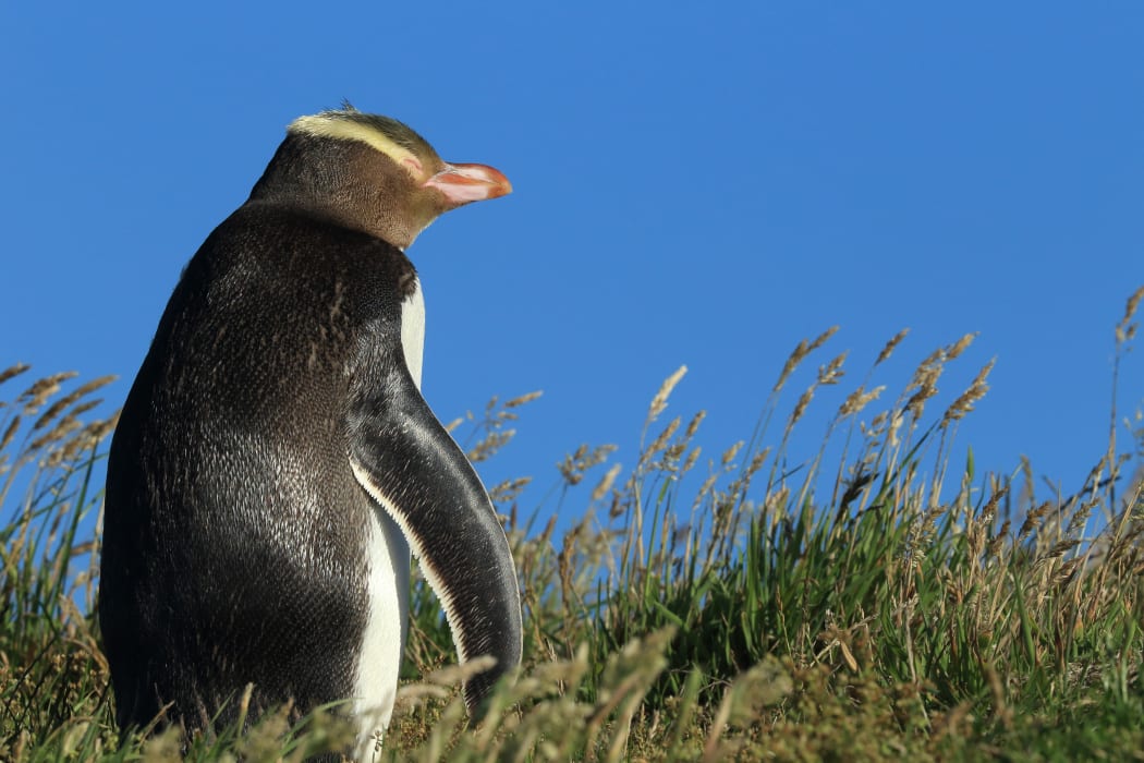 Yellow-eyed penguin in New Zealand,