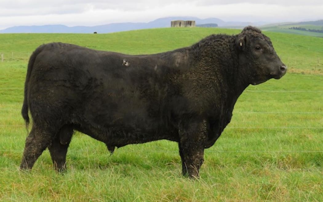 A stern angus bull which sold at for $98,000.