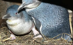 Kororā penguins