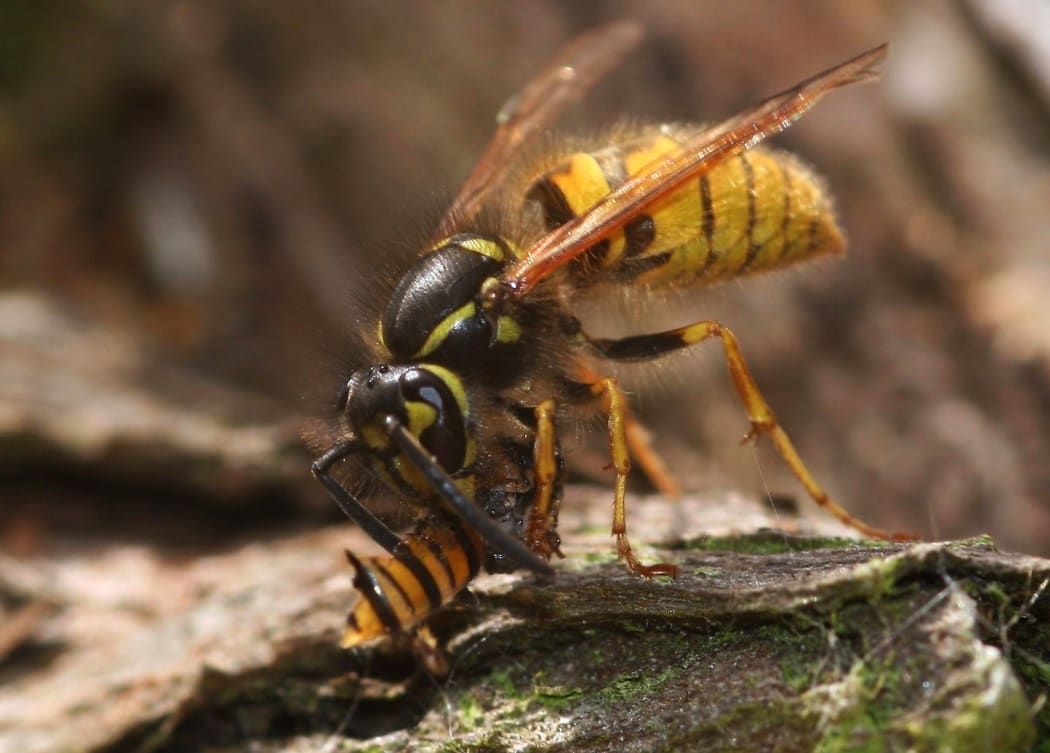 A common wasp devours a hoverfly.