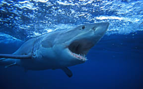 A great white shark, South Australia.