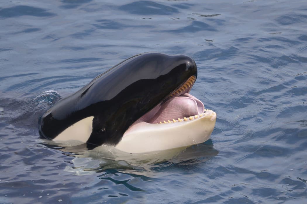 Killer whale / orca