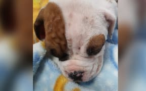Boxer puppy Cooper had inflamed ears, scabs and nodules soon after he was purchased.
