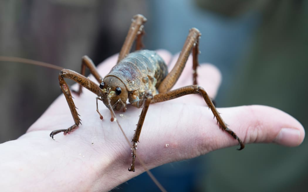 A female wētāpunga, or giant wētā, during a previous release in the Bay of Islands.