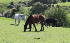 Horses grazing in South Otago