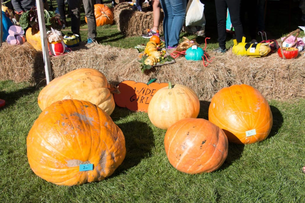 Giant pumpkin festival expected to attract thousands to Banks Peninsula