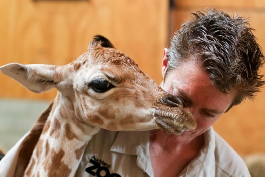 Auckland Zoo Pridelands Team leader Nat Sullivan with the male giraffe calf, which was later euthanised.