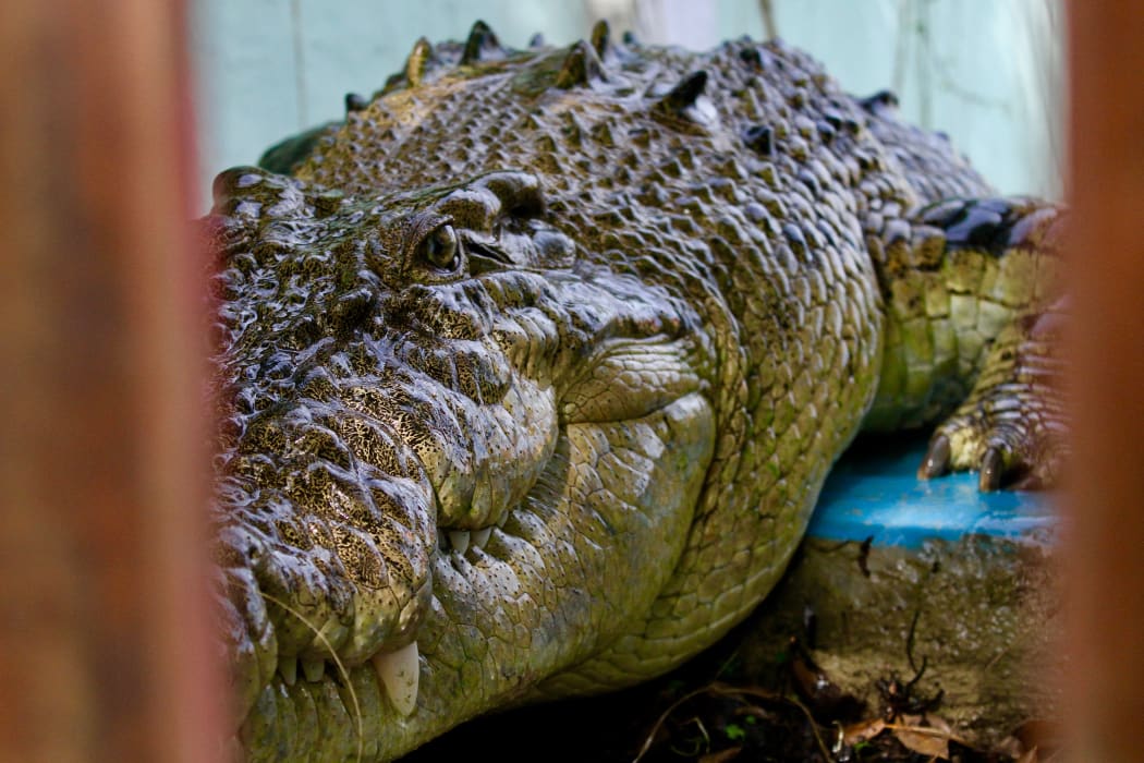Rama, crocodile at the BOP compound