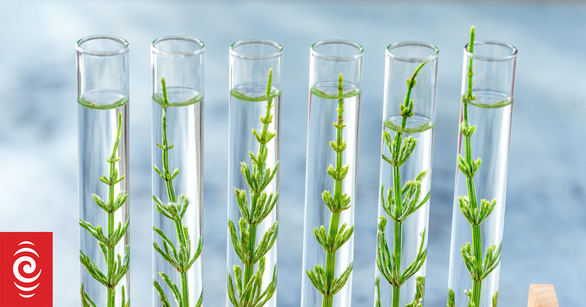 EU seeks to relax gene-edited crop restrictions - Vimarsana News