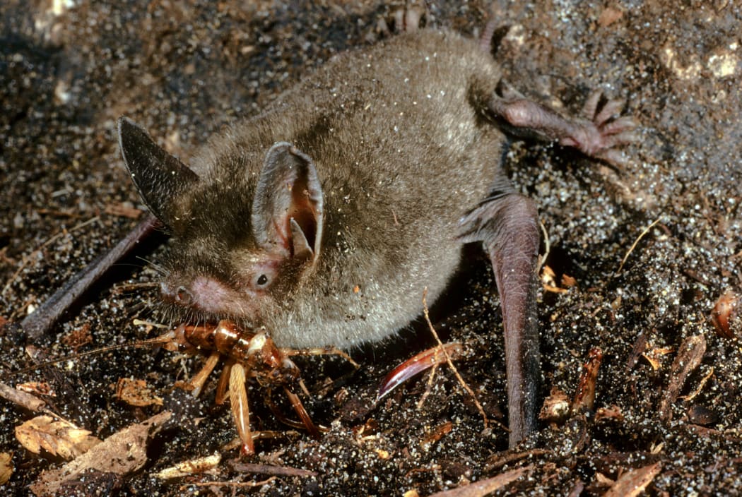 The new species, Mystacina miocenalis, is related to another bat, Mystacina tuberculata (above), which still lives in New Zealand's old growth forests.