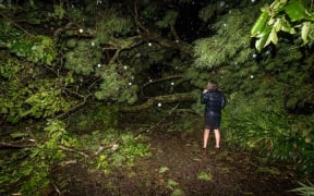 A woman stands in front of a fallen tree on her property in Hastings.