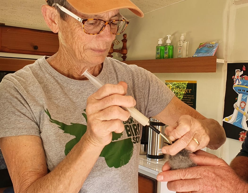 Seabird expert Cathy Mitchell feeds a sardine smoothie to a white-faced storm petrel chick, using a flexible feeding tube and syringe to deliver food directly to the bird's crop.