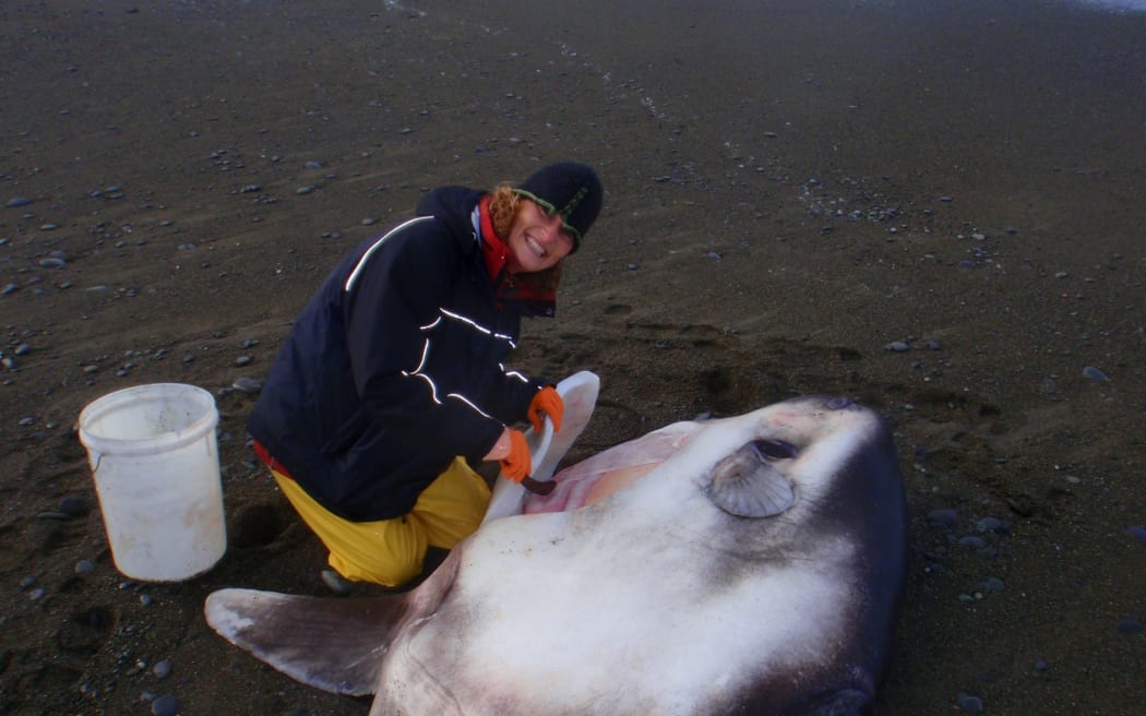 Marianne Nyegaard is kneeling next to a large dead sunfish on a dark-sand beach. She is smiling and holding a machete which she has used to make an incision in the sunfish's belly.