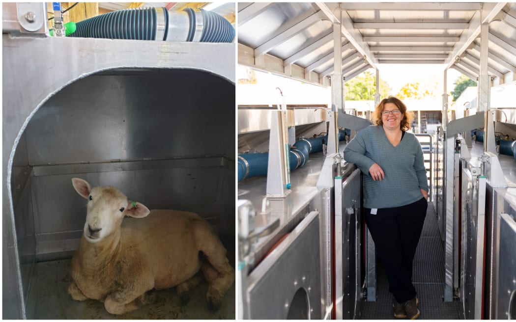 Sheep chambers travel to UK to measure methane | RNZ News