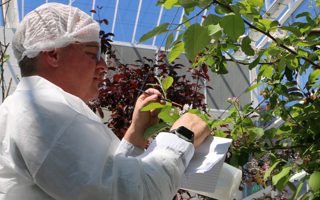 Man in hairnet uses paintbrush to pollinate apple flower.