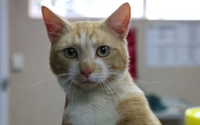 One of the cats being cared for at Auckland SPCA.