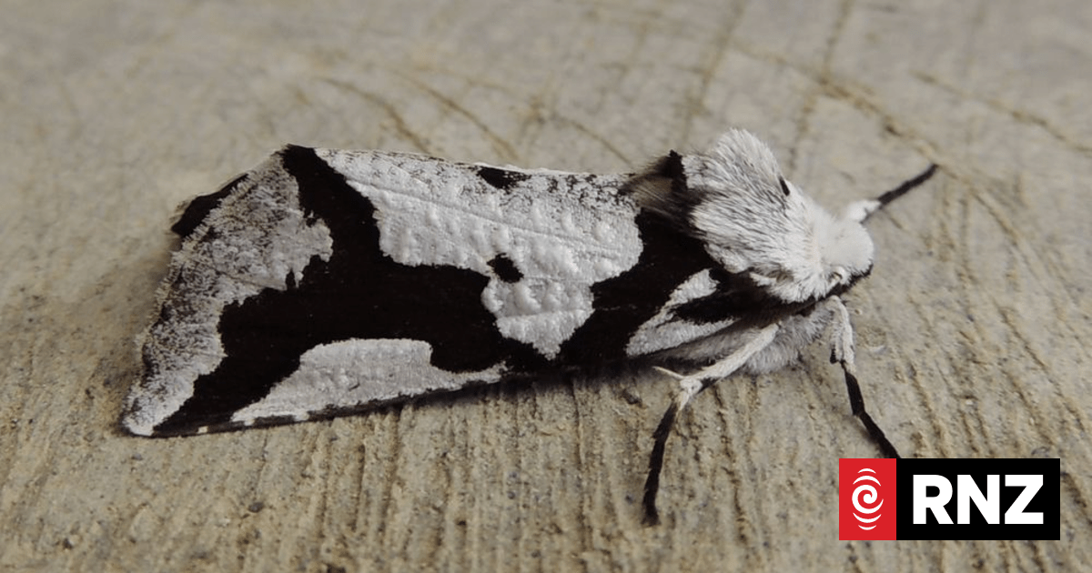 Critter of the Week The South Island lichen moth | RNZ