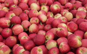 Apple generic. Generic bin of Hawke's Bay apples.