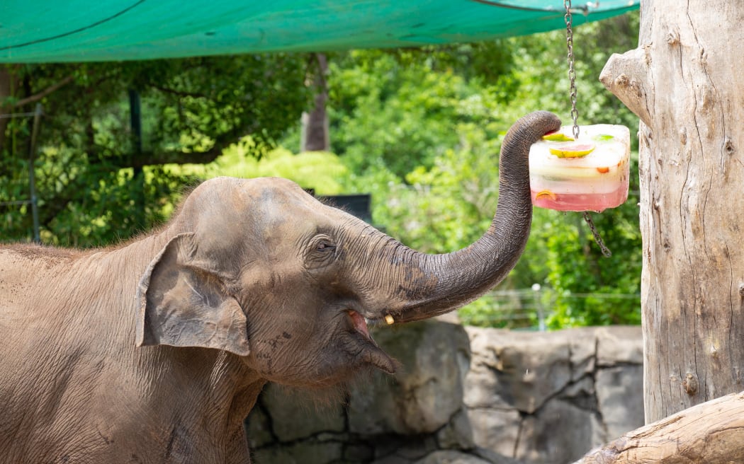 Elephant Burma, who was born in Myanmar, at Auckland Zoo. Photo: Supplied / Auckland Zoo