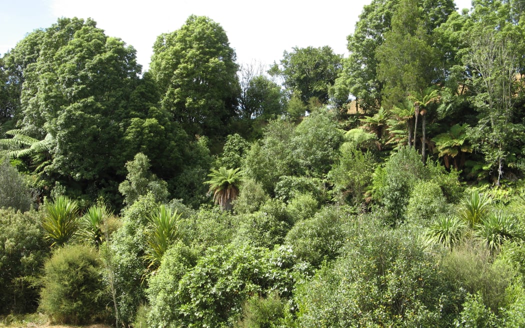 Native trees planted around a stream