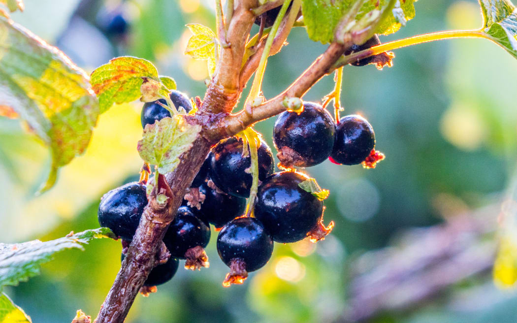Blackcurrants