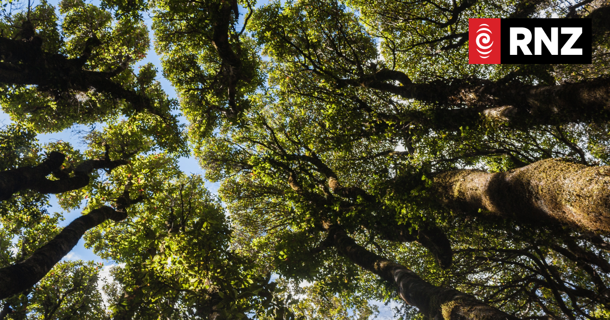 Toitū Envirocare to stop accepting carbon credits from NZ forests as proof of carbon neutrality - Vimarsana News