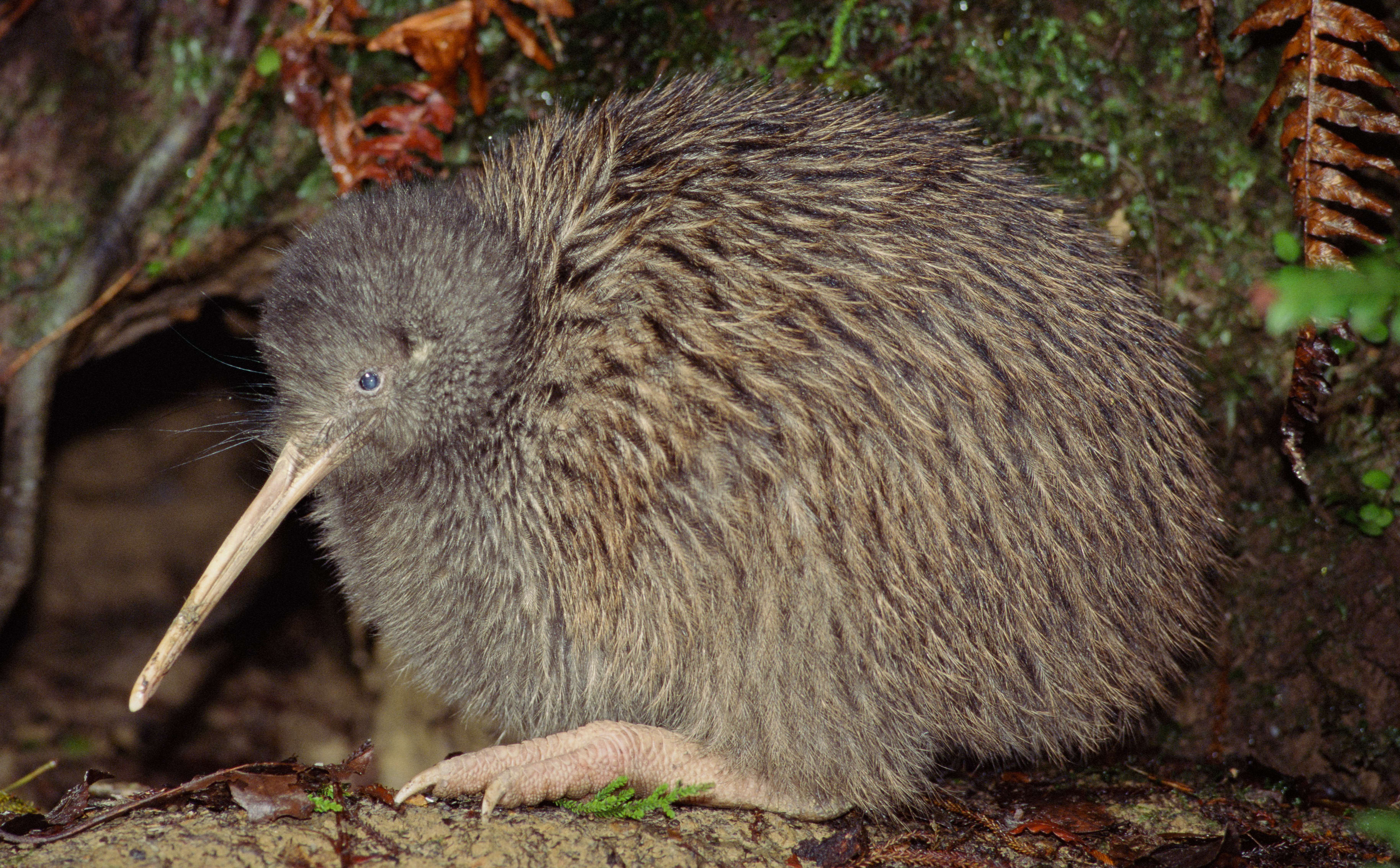 Kiwis are one of the species that could be at risk.