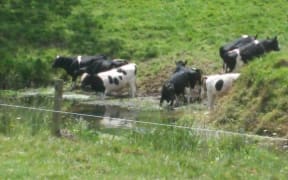 Cattle on Waiotu River in Northland - Millan Ruka said the council had a poor track record in stopping pollution.