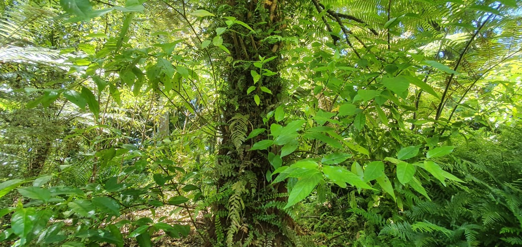 Epiphytic ferns scramble up a tree trunk at Otari Wilton's gardens.