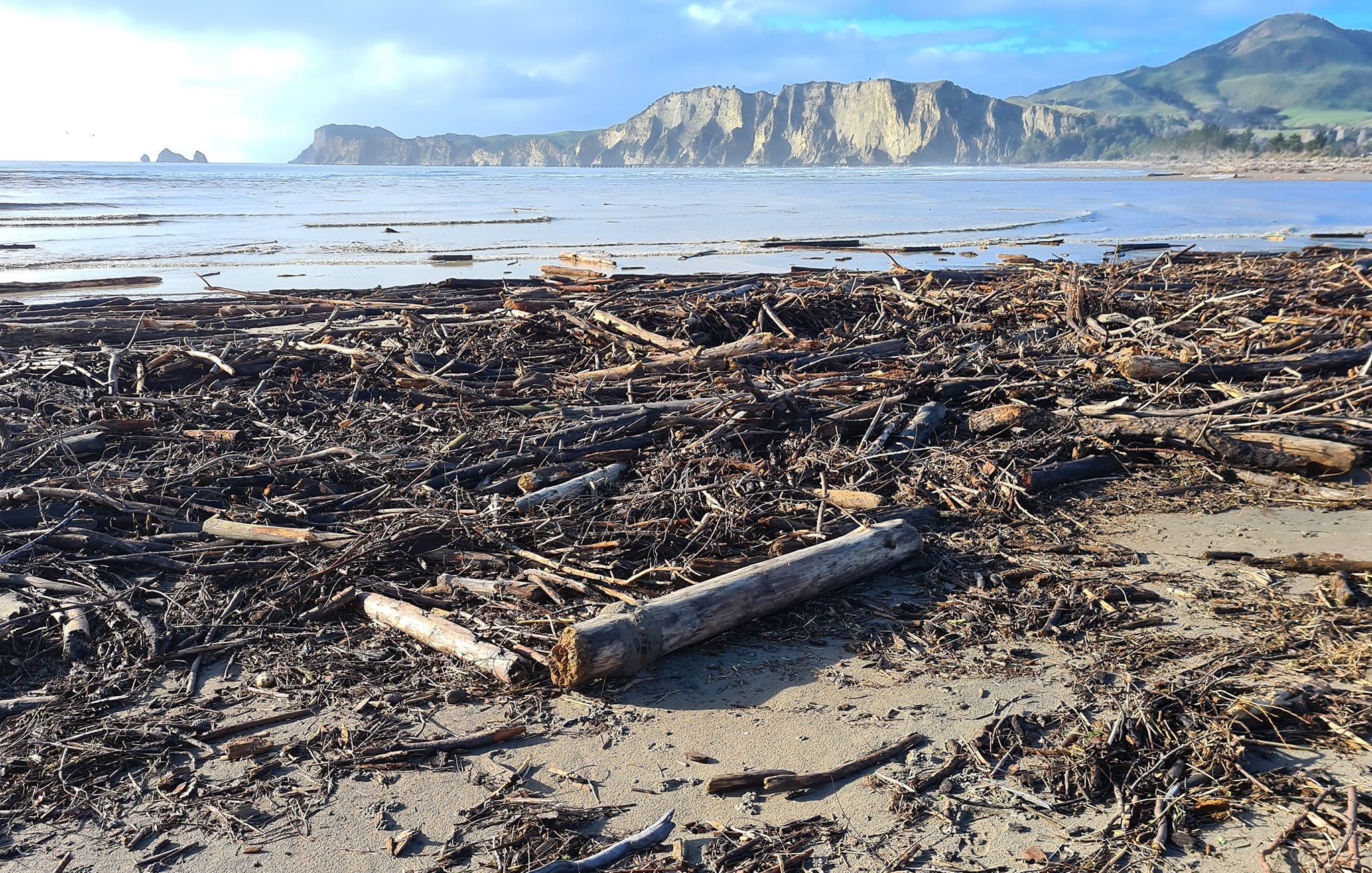 Native planting project hoped to protect Tolaga Bay from logging debris