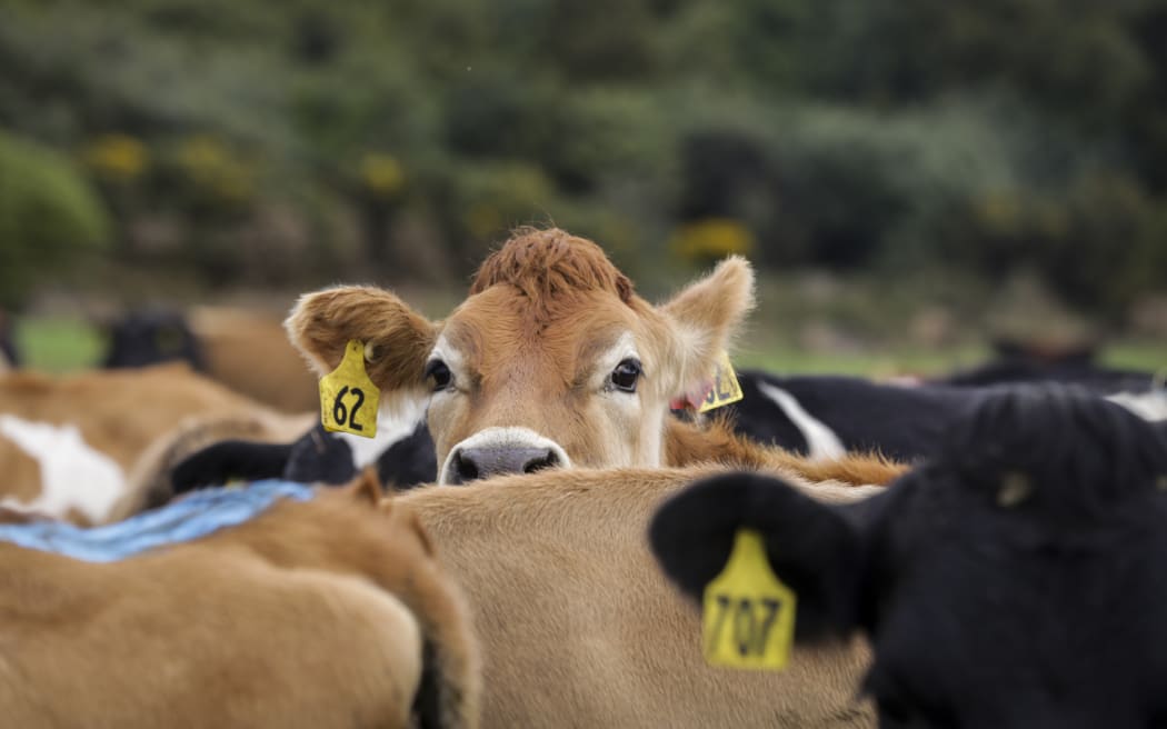 Brighter Future - Dairy. Dairy farming family the Mathieson's, Ewen, Dianne and Melissa talk about the boom and bust of their industry since 2008 and how they got through some of the tougher times.