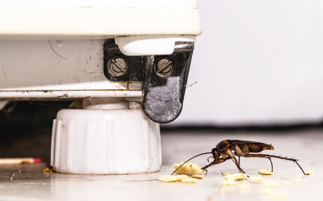 Cockroaches, filthy kitchens found at Auckland's seven dirtiest food