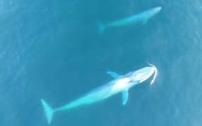 Blue whales off Taranaki's south bight.