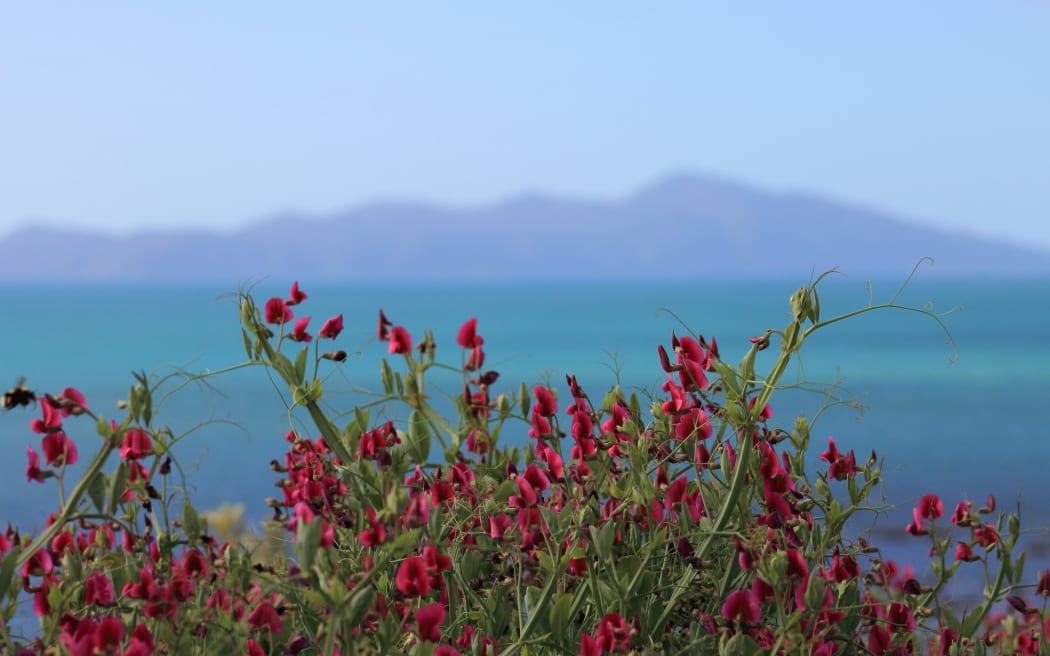 Kapiti Island