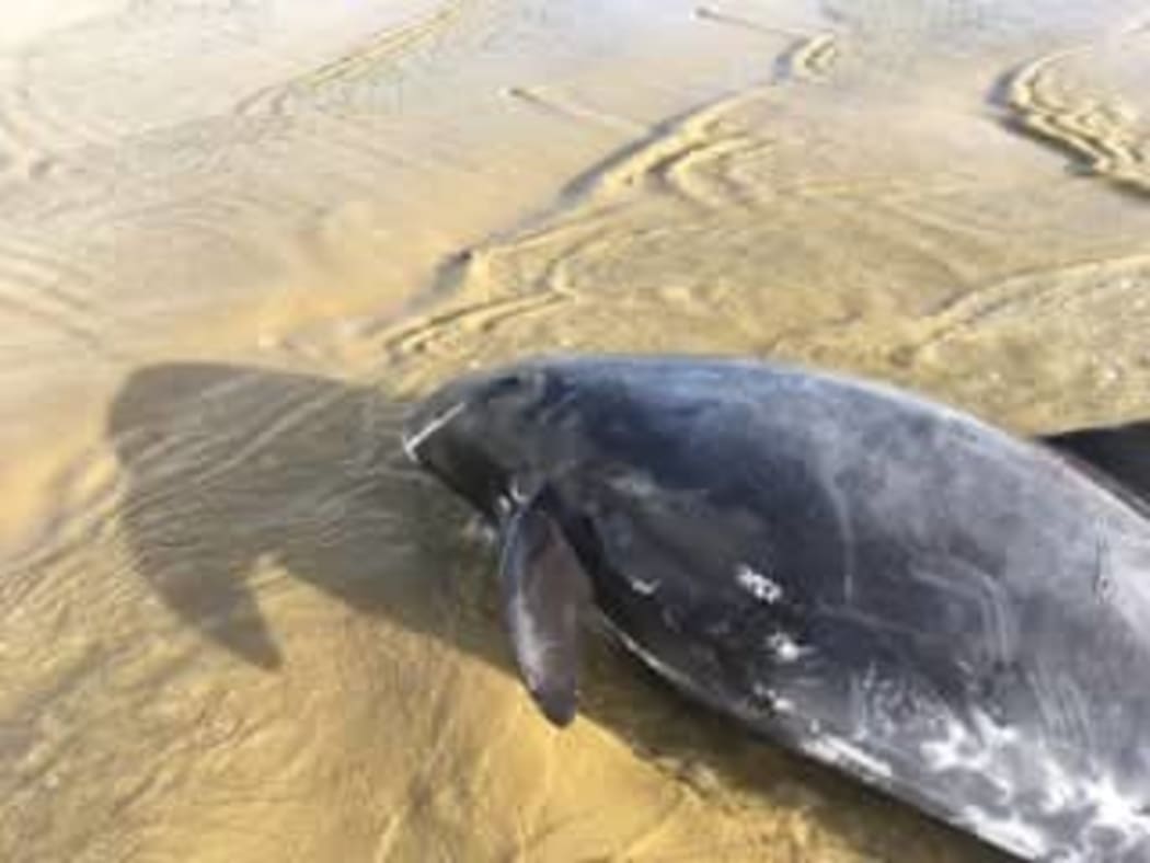 Pygmy whales are stranded on Ninety Mile Beach.
