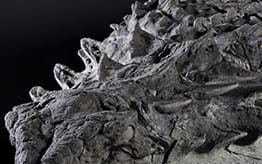 Rare 110 million-year-old nodosaur fossil found | RNZ