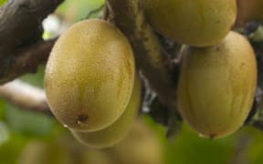 Kiwifruit is a popular fruit to grow in Tairāwhiti.