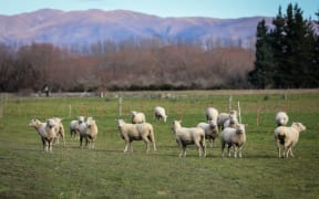 Wool prices have taken a big hit due to COVID-19, farmers are worried