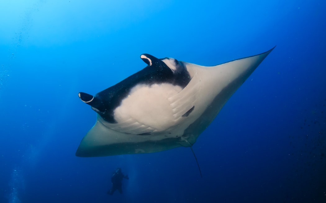 Large Oceanic Manta Ray with a background SCUBA diver on a coral reef
