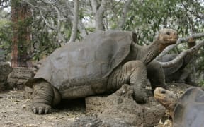 Lonesome George in 2007.