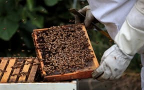 The Ministry for Primary Industries wants to be able to more accurately define the properties of manuka honey.