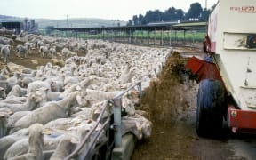 A sheep farm in Israel